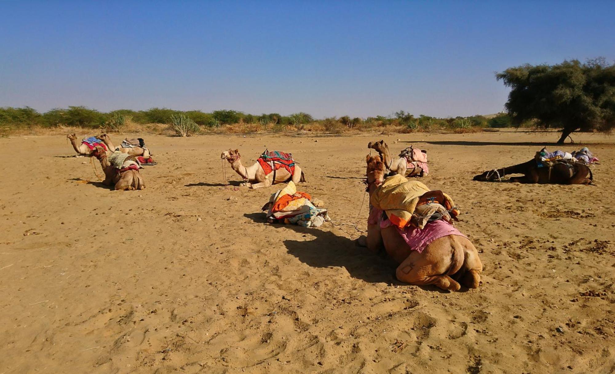 Hotel Royal Jaisalmer Eksteriør billede
