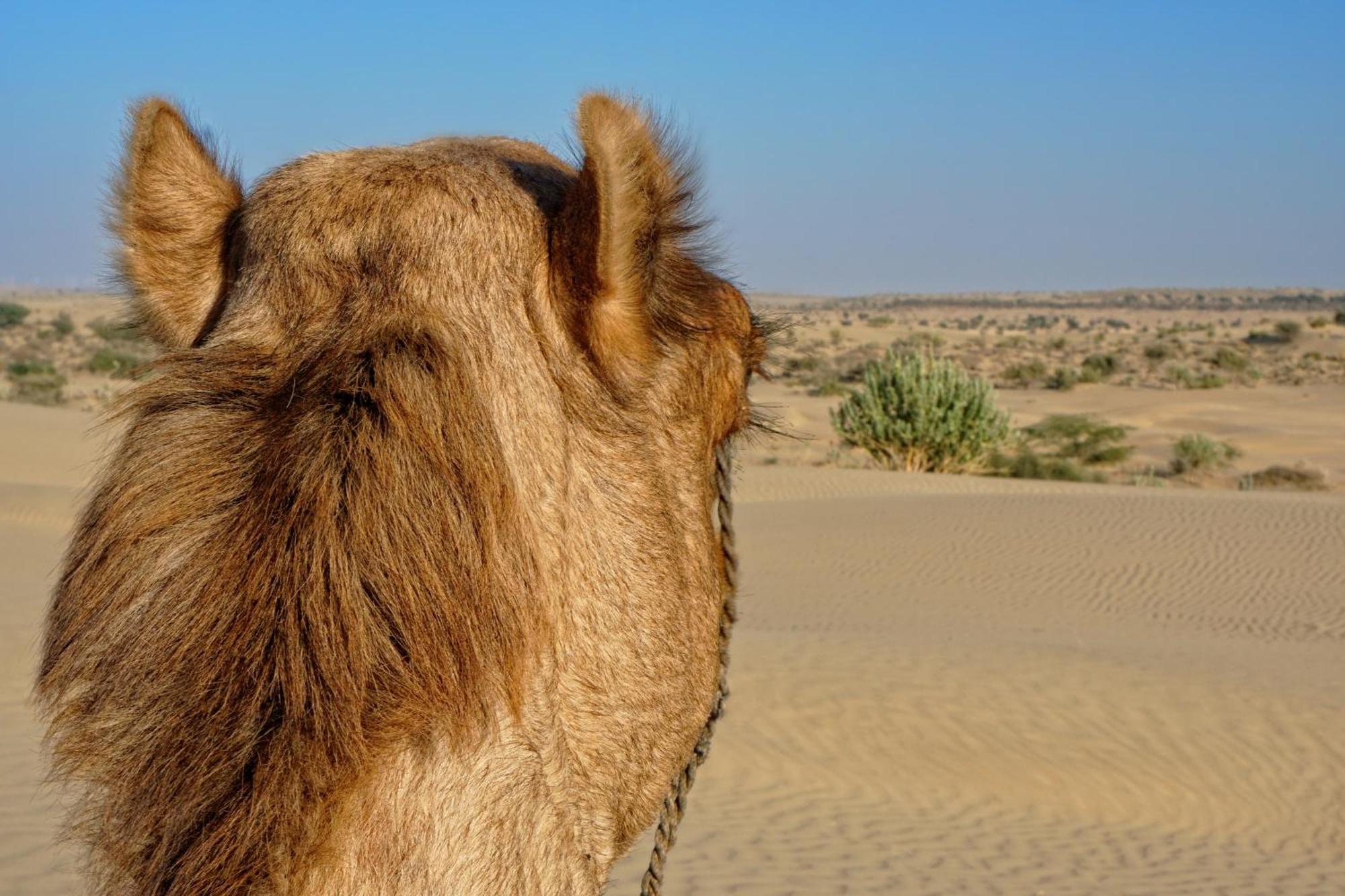 Hotel Royal Jaisalmer Eksteriør billede