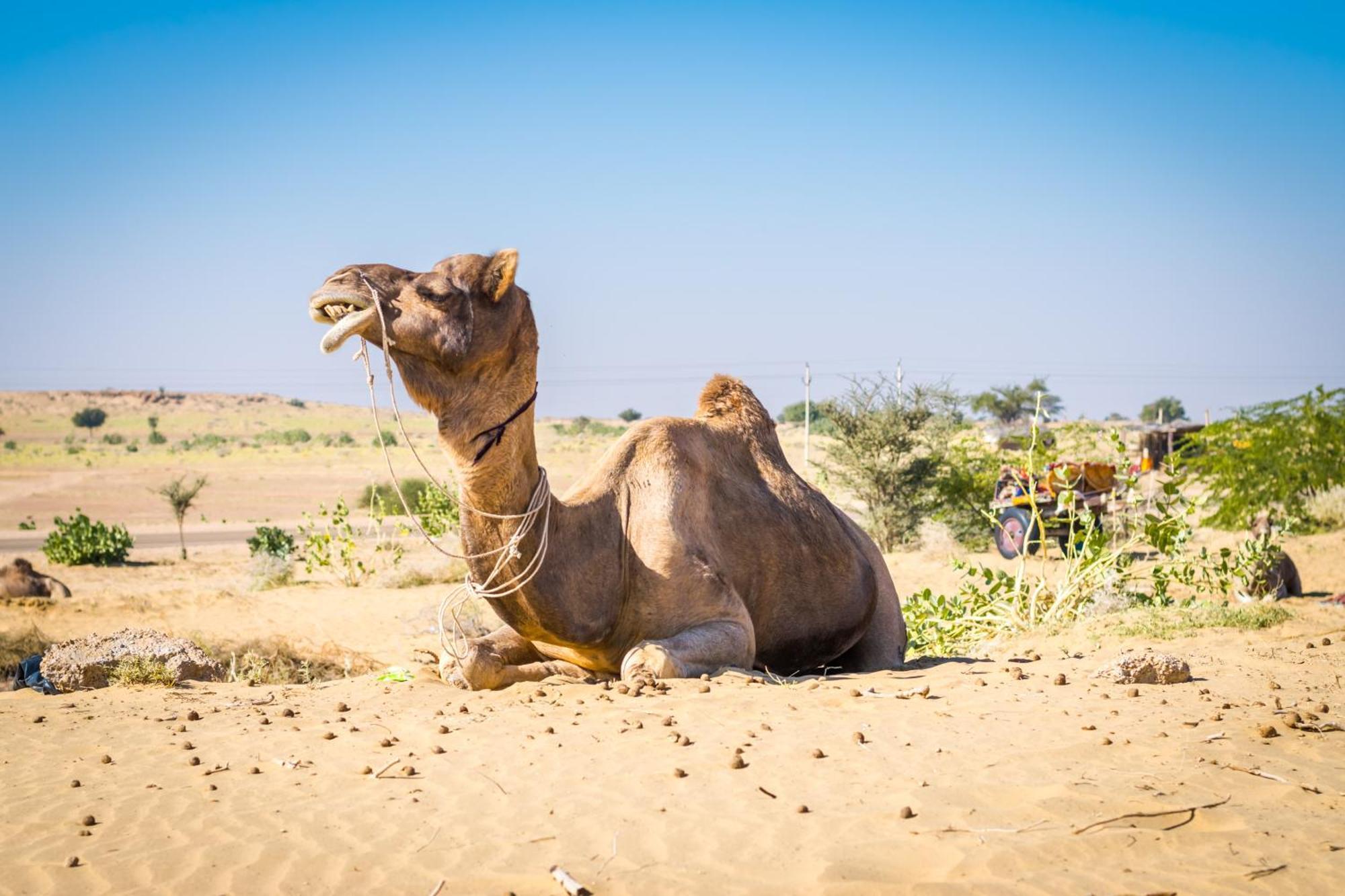 Hotel Royal Jaisalmer Eksteriør billede