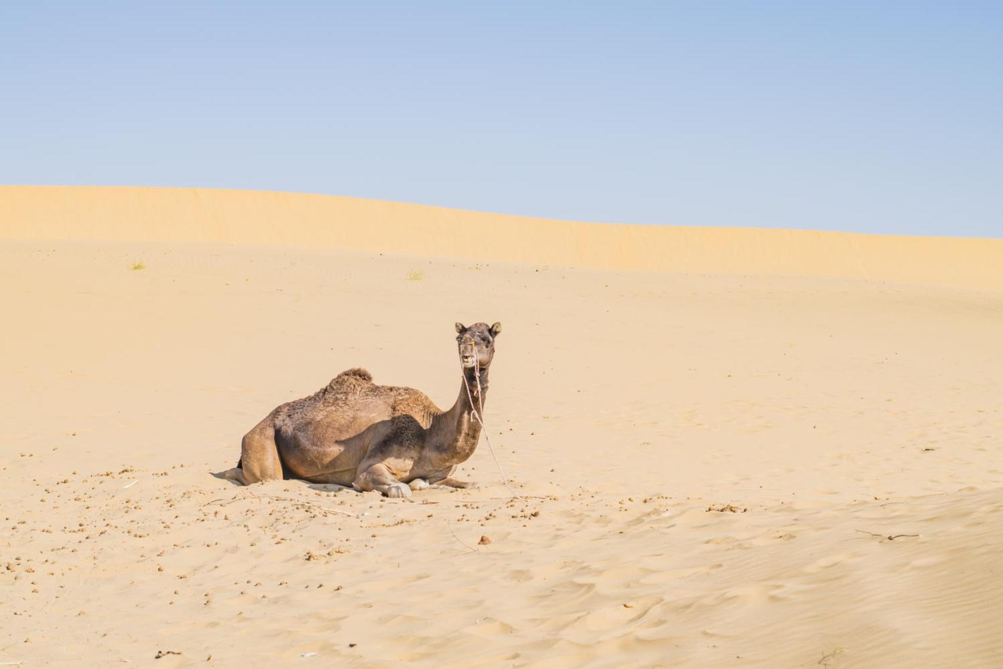 Hotel Royal Jaisalmer Eksteriør billede