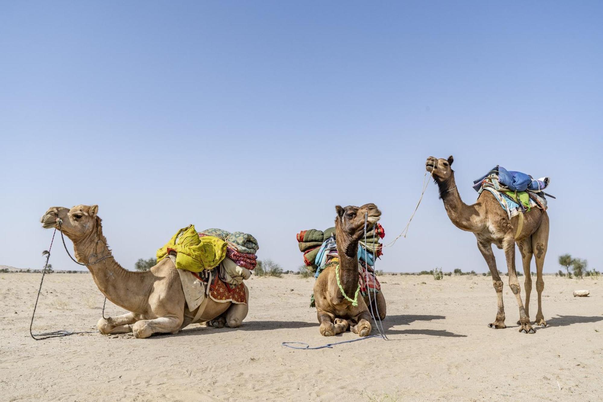 Hotel Royal Jaisalmer Eksteriør billede